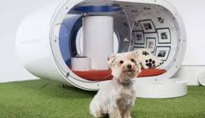 PIC of future dog house